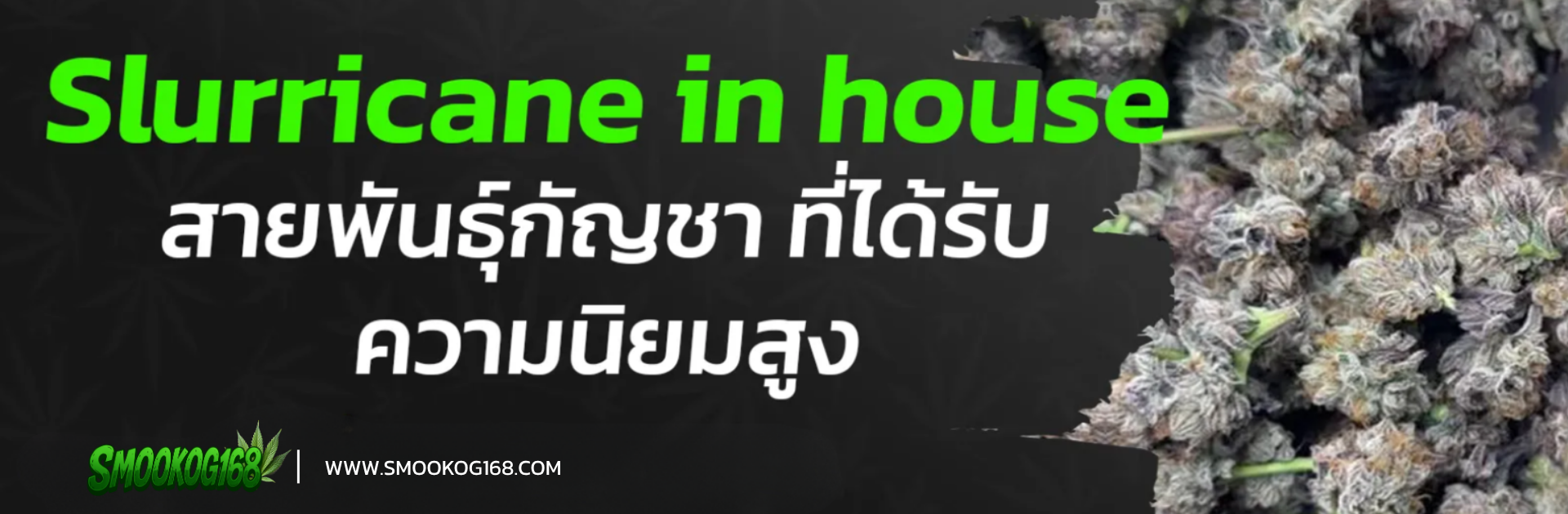 Slurricane in house สายพันธุ์กัญชา ที่ได้รับความนิยมสูง