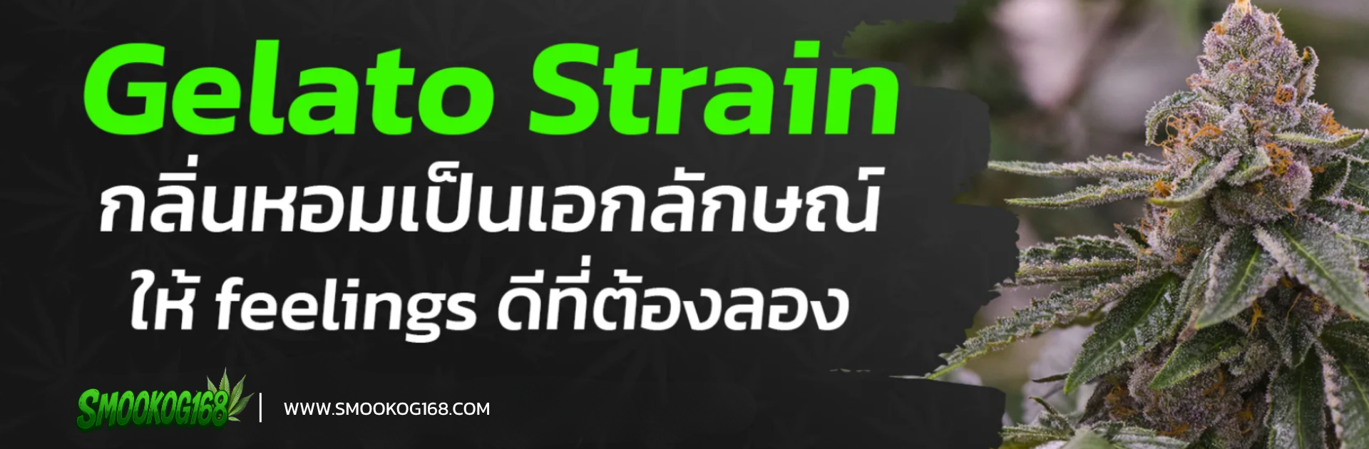 Gelato Strain กลิ่นหอมเป็นเอกลักษณ์ให้ feelings ดีที่ต้องลอง