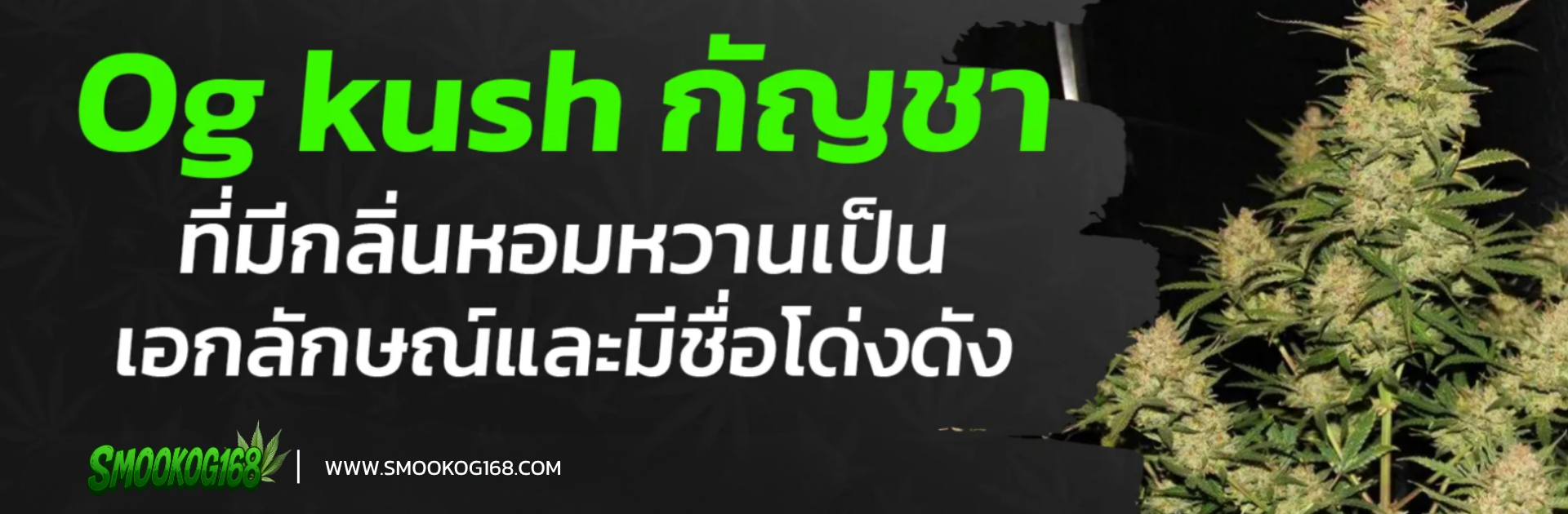 Og kush กัญชาที่มีกลิ่นหอมหวานเป็นเอกลักษณ์และมีชื่อโด่งดัง